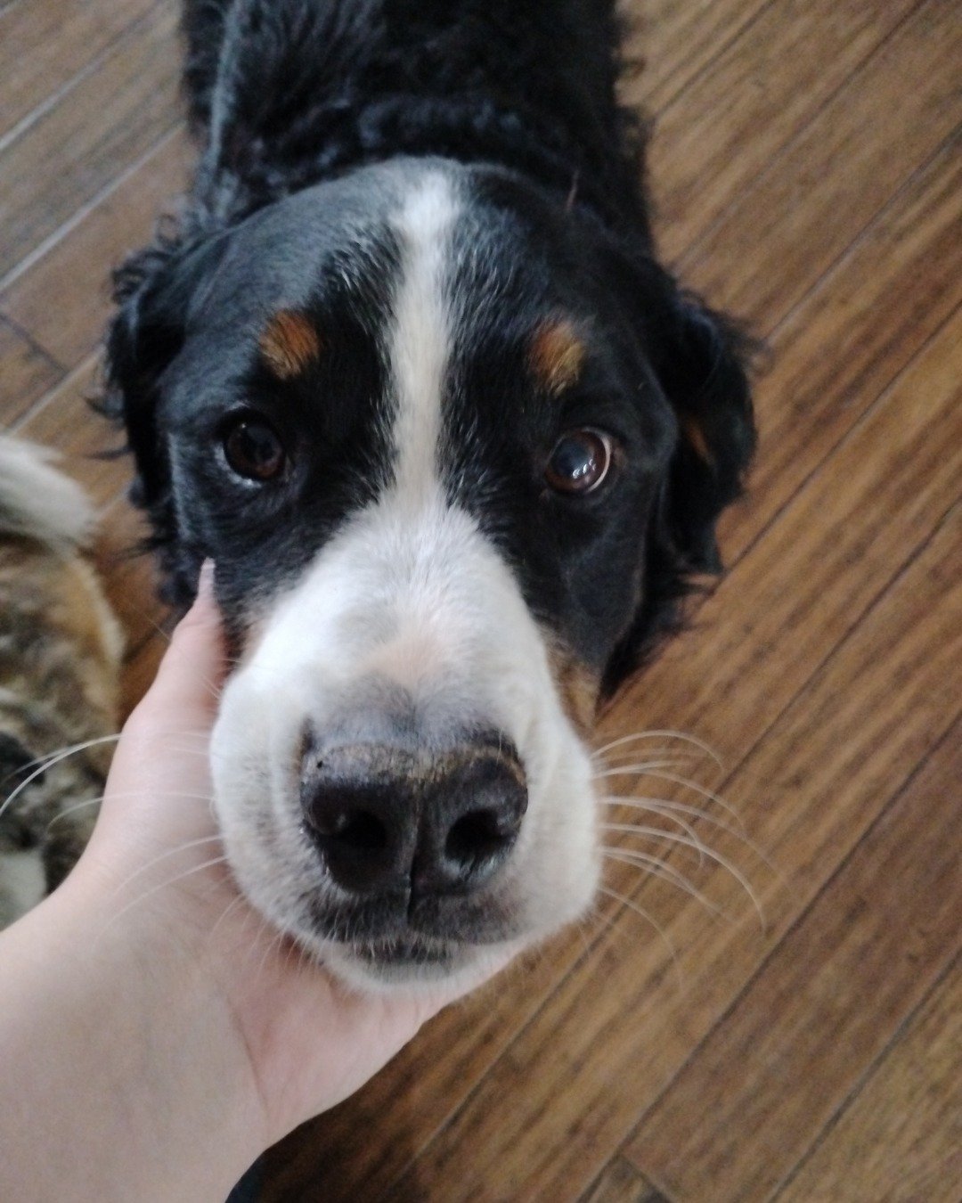 Diva the Bernese mountain Dog. Dog, Puppy, Hound