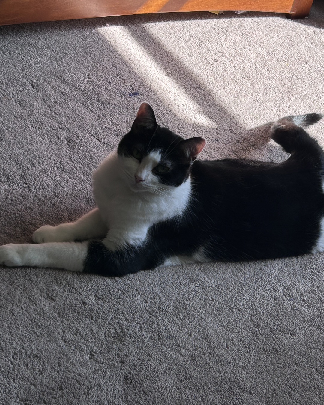 Lucy. Cat, Manx, Floor, Flooring