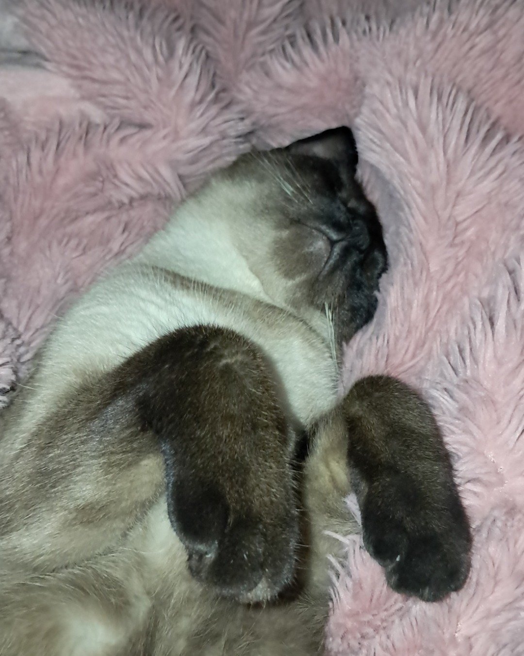 Luna🌙💫 (twin of Stella) the Siamese. Cat, Siamese