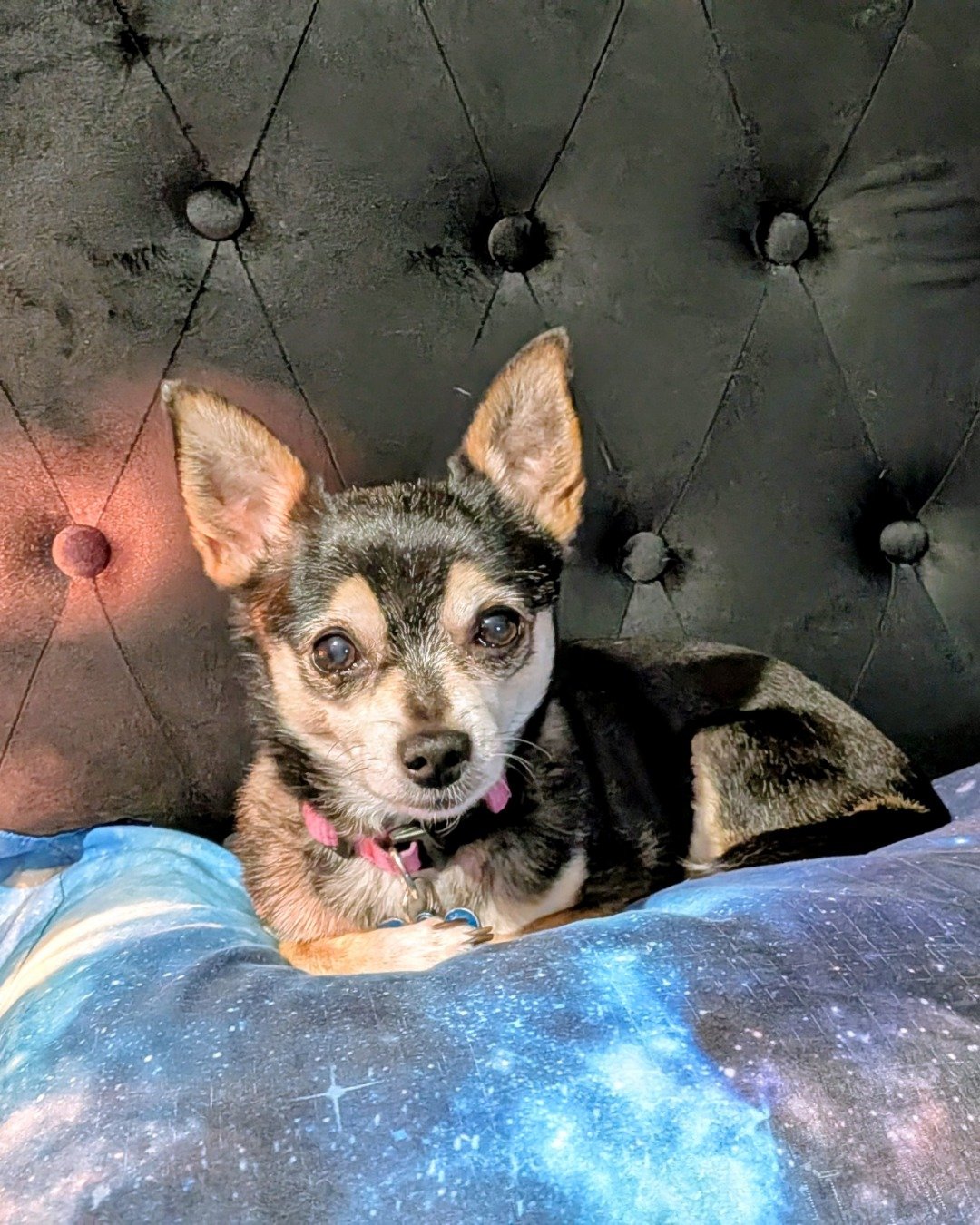 Kiyah the Chihuahua. Dog, Puppy, Chihuahua