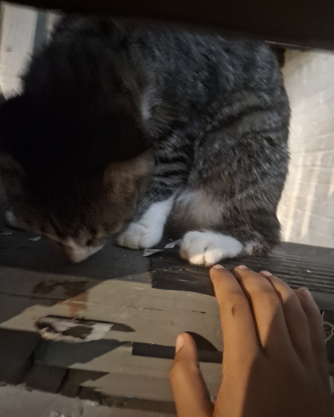 zenth. Cat, Kitten, Manx, Body Part, Finger, Hand