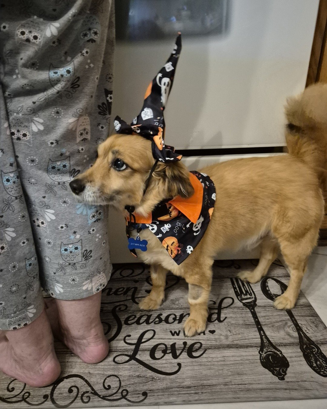 rusty. Dog, Accessories, Strap, Puppy, Cutlery, Fork