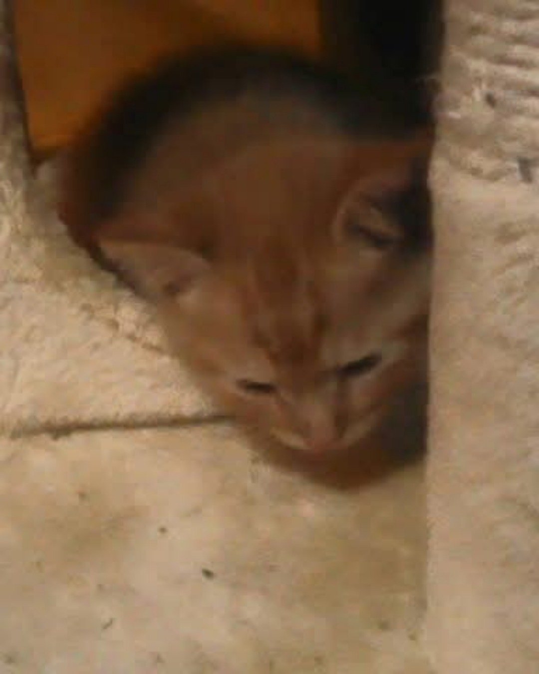 Tiger the tabby. Cat, Kitten, Abyssinian