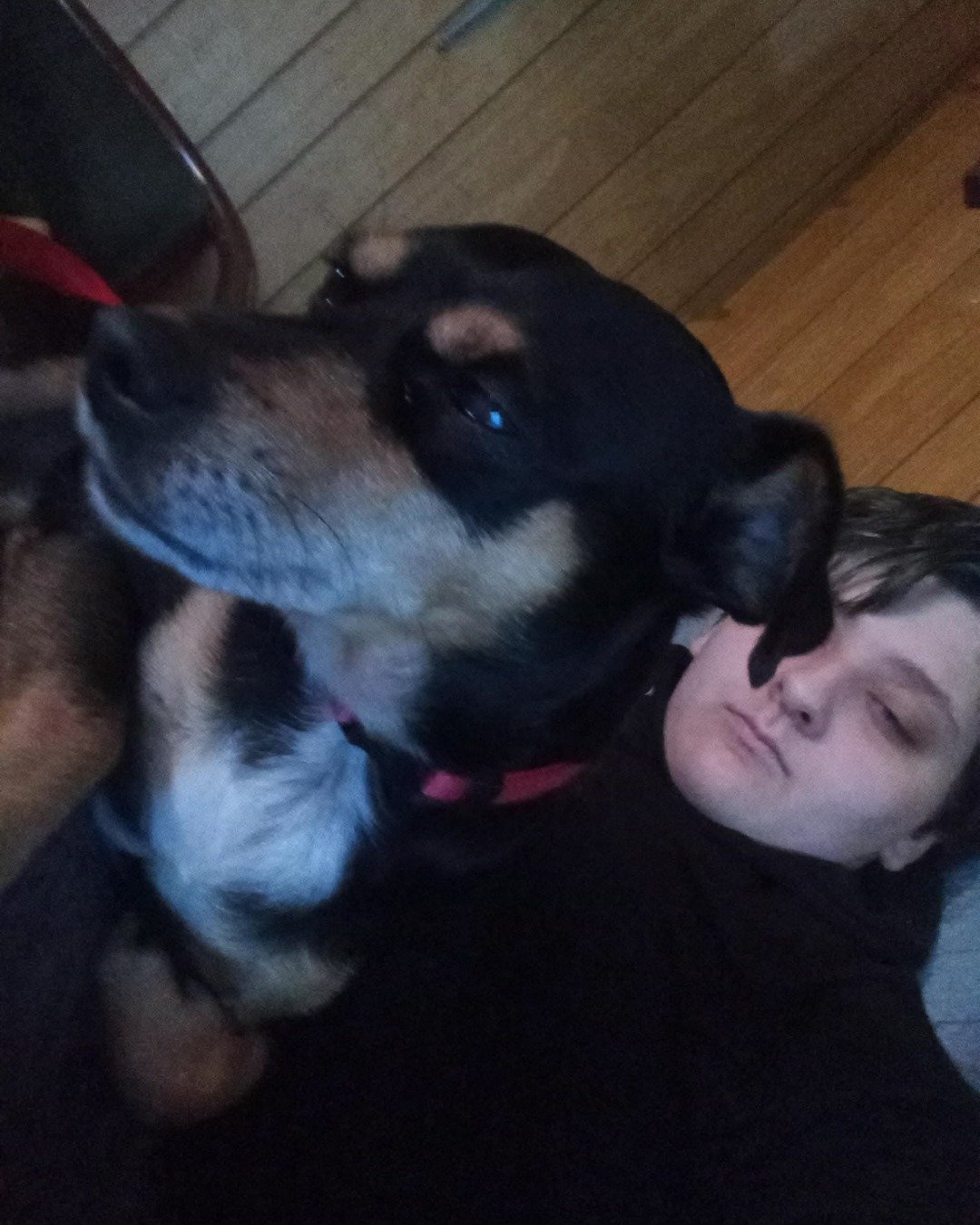 Turbo the Miniature pinscher. Person, Dog, Puppy, Hound, Sleeping, Adult