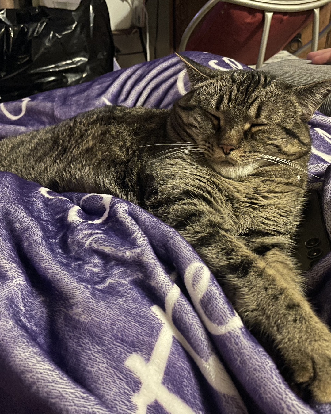 ReyRey — Blanket, Cat, Couch, Furniture, Accessories, Bag