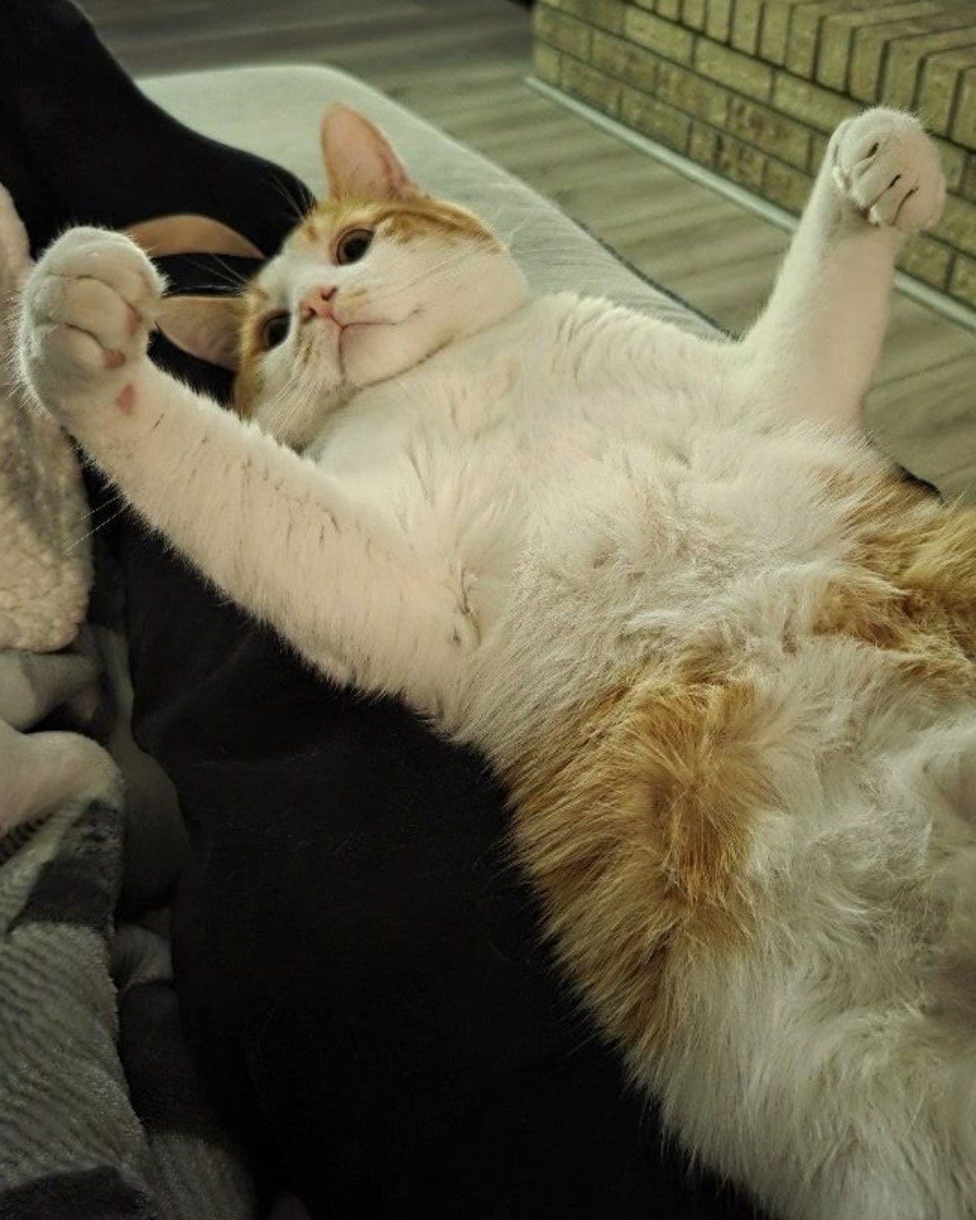 Professor Chaos the Ginger — Couch, Furniture, Person, Sleeping, Cat, Kitten