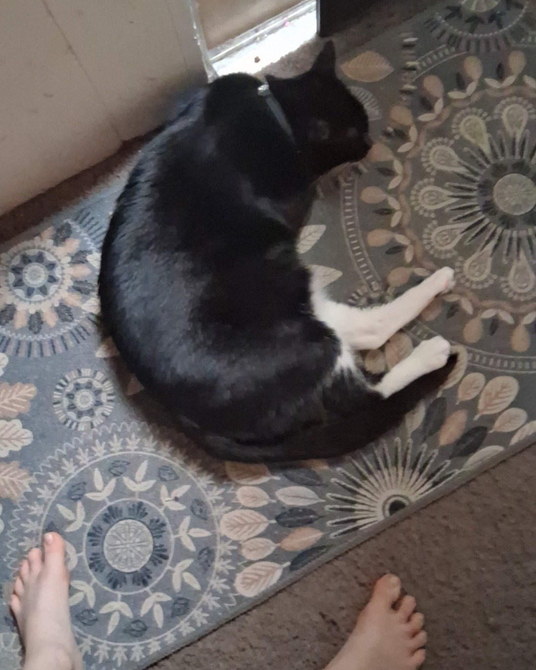 Angel the Tuxedo. Barefoot, Person, Floor, Home Decor, Cat