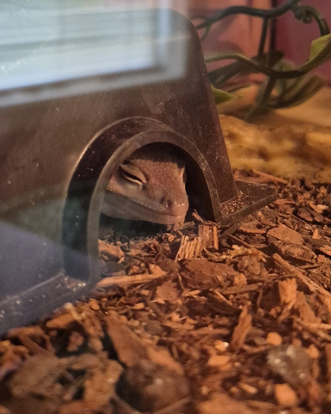crystal the blizzard lepord gecko. Gecko, Lizard, Reptile