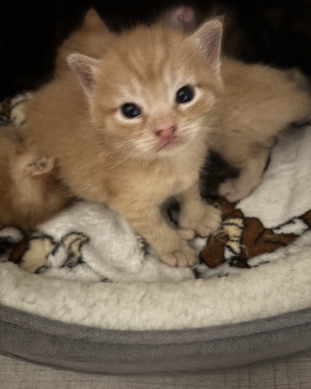 Roxy,nacho,noodle,sunny. Cat, Kitten