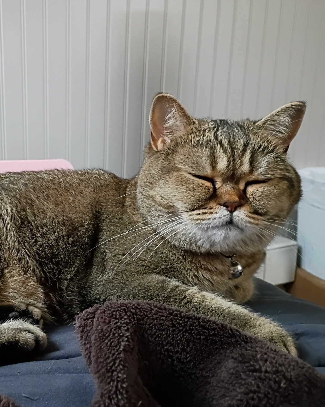 Peaches the British Shorthair. Abyssinian, Cat