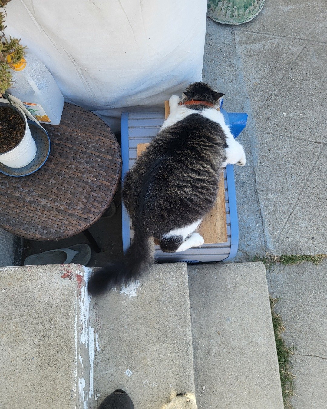 Farley Fart the tabby. Plant, Potted Plant, Jar, Planter, Pottery, Vase