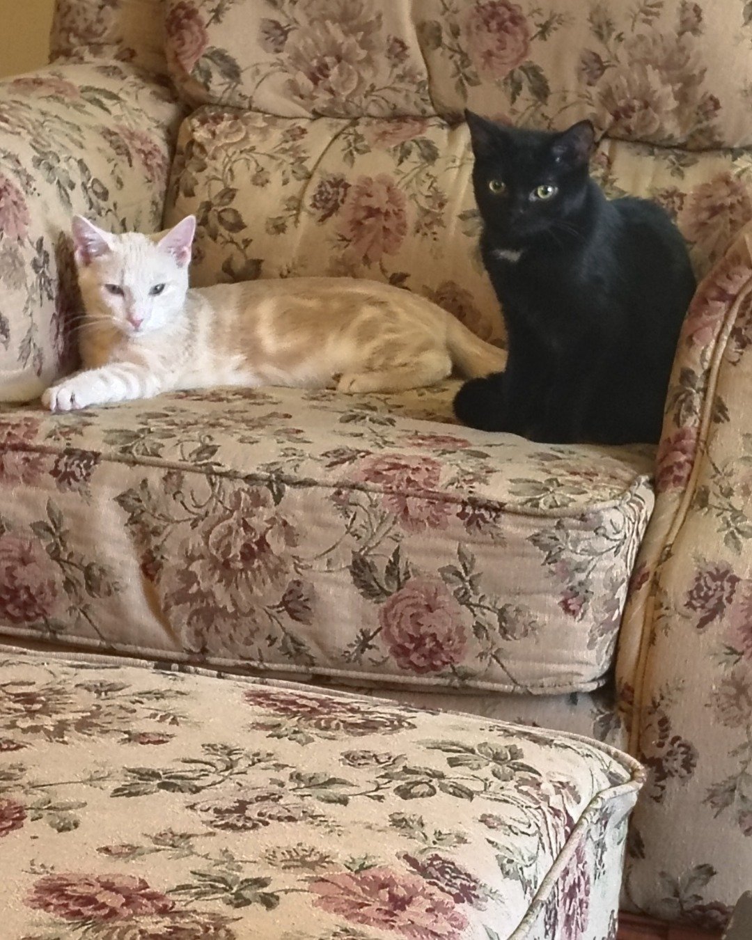 Wendsday the Black Kitty. Couch, Furniture, Cushion, Home Decor, Cat, Chair