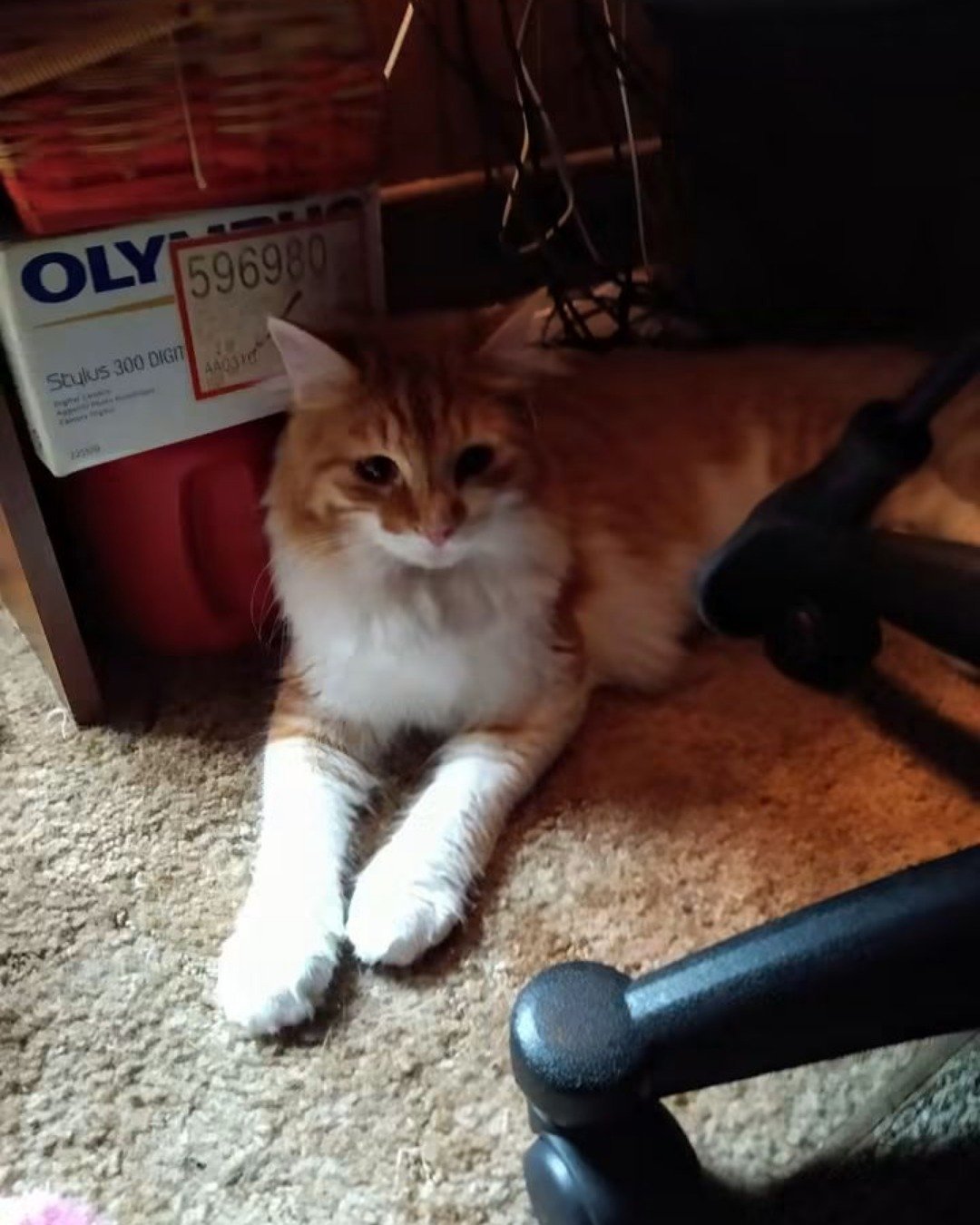 Lucky. Cat, Kitten