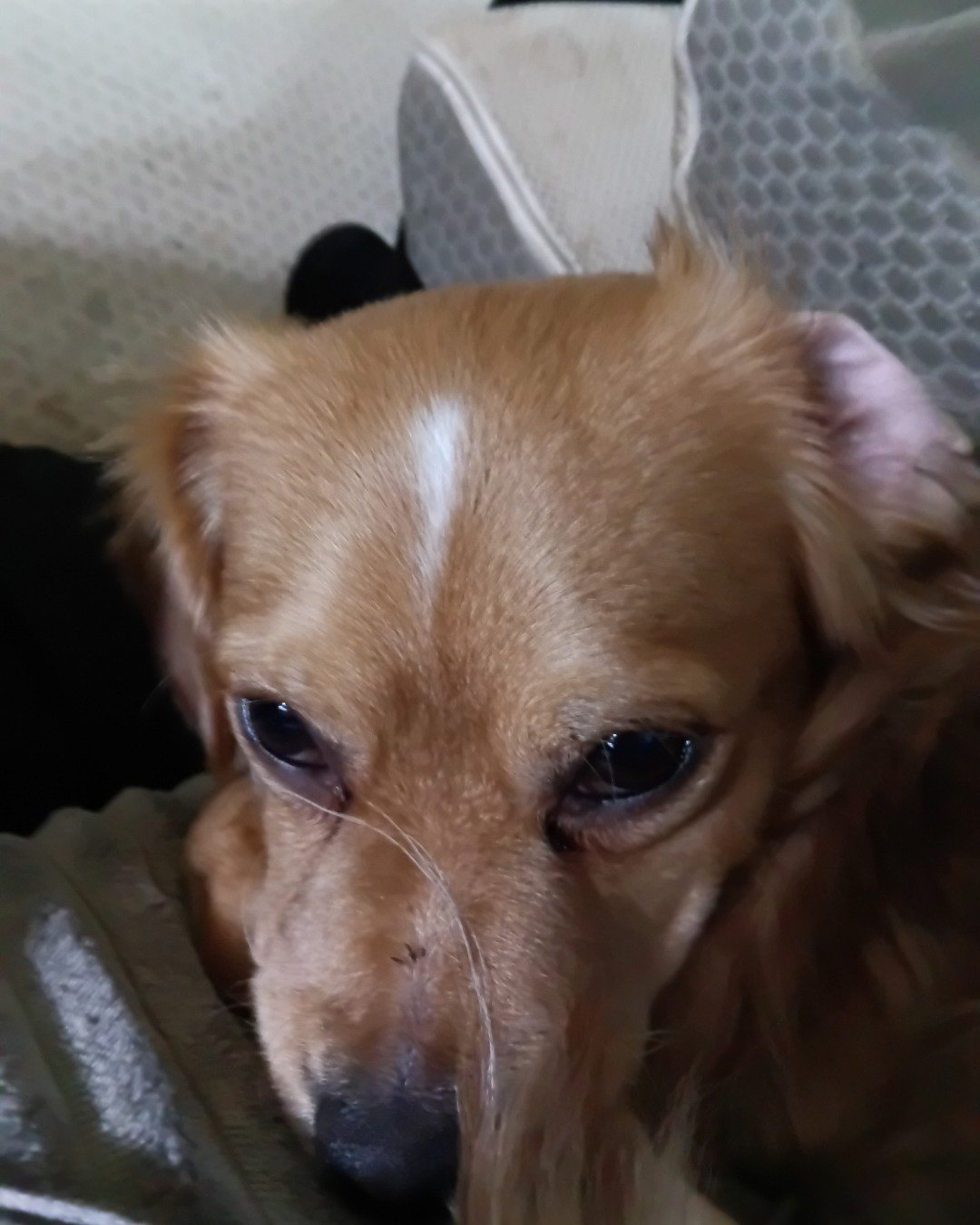 Yuri the PugZu. Dog, Puppy, Hound