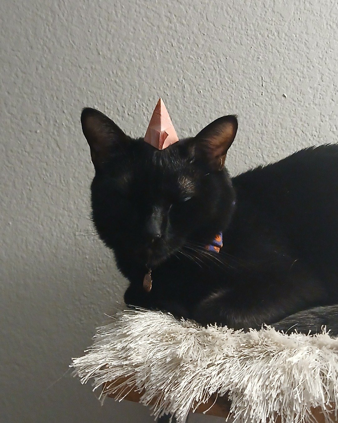 Spookly the Ghost Tabby. Cat, Clothing, Hat, Black Cat