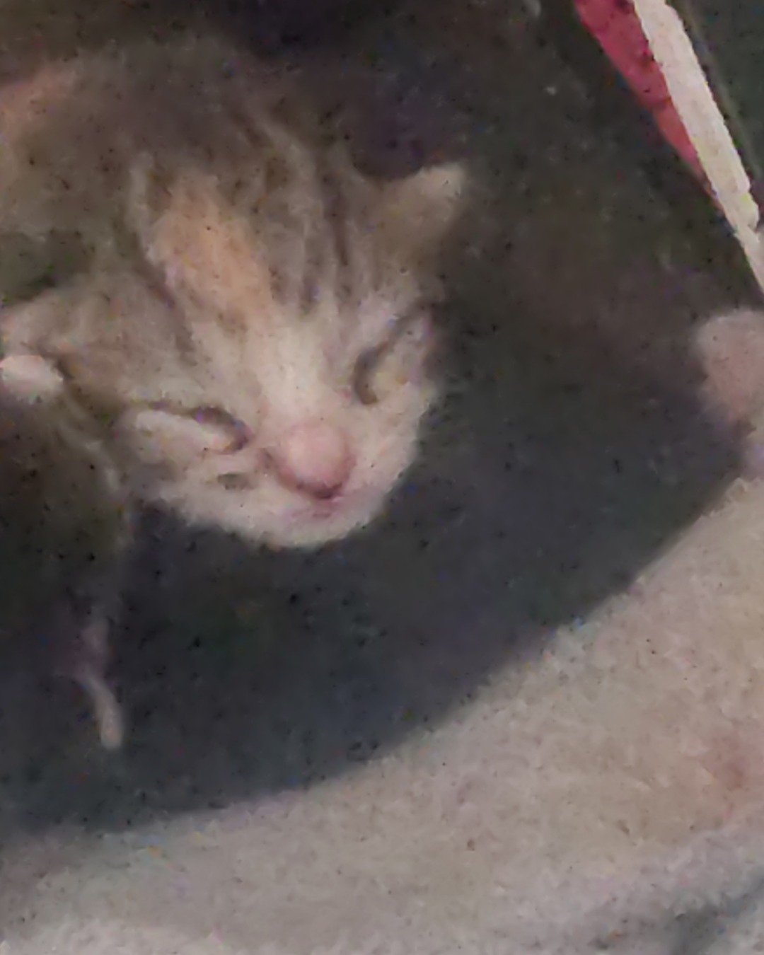 China the tabby. Cat, Kitten
