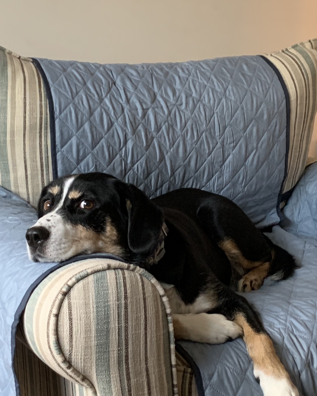 Pippi the Beagle Mix. Couch, Furniture, Dog, Hound, Cushion, Home Decor