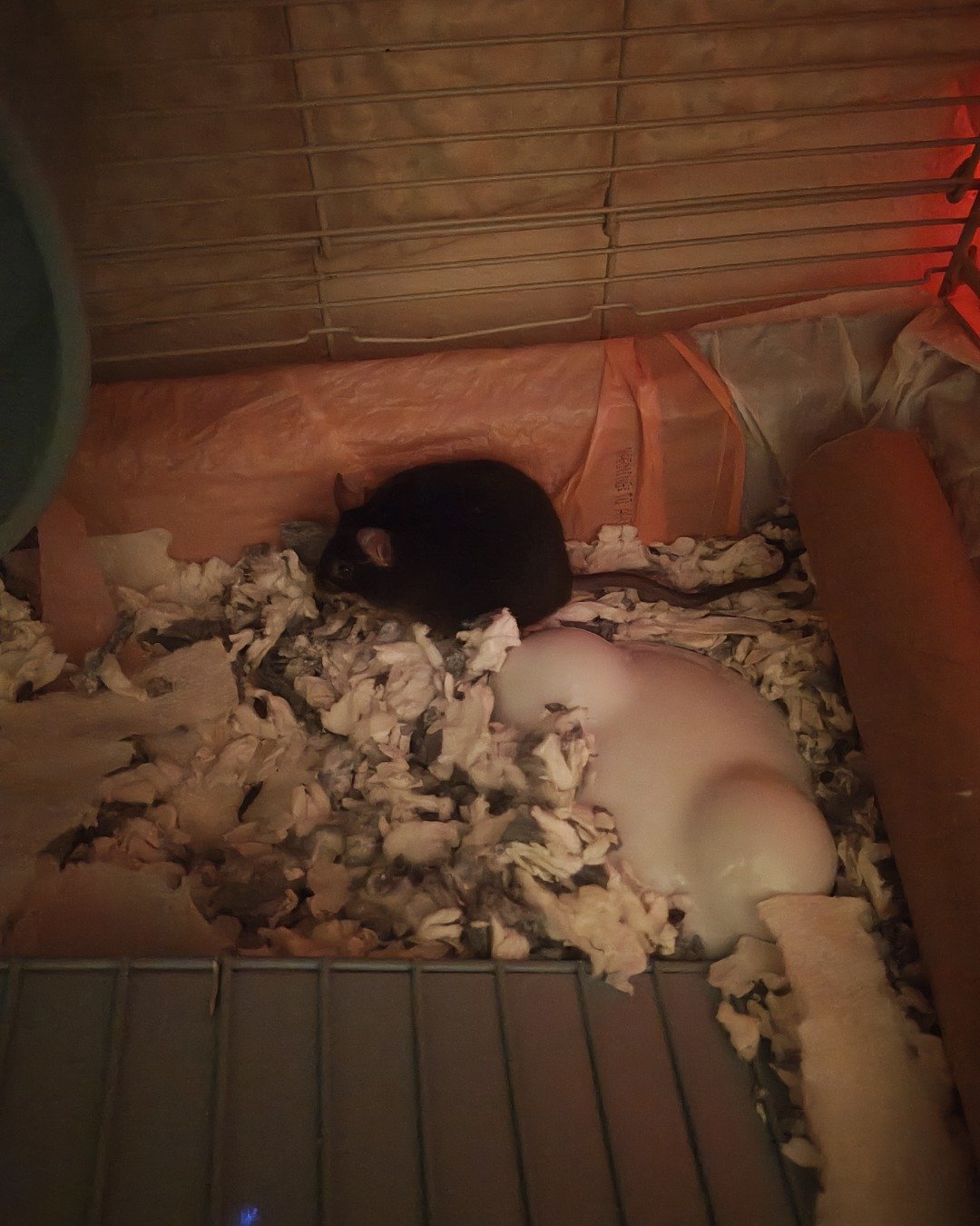 Prof. RatRat the Mouse. Rat, Rodent, Baby, Person