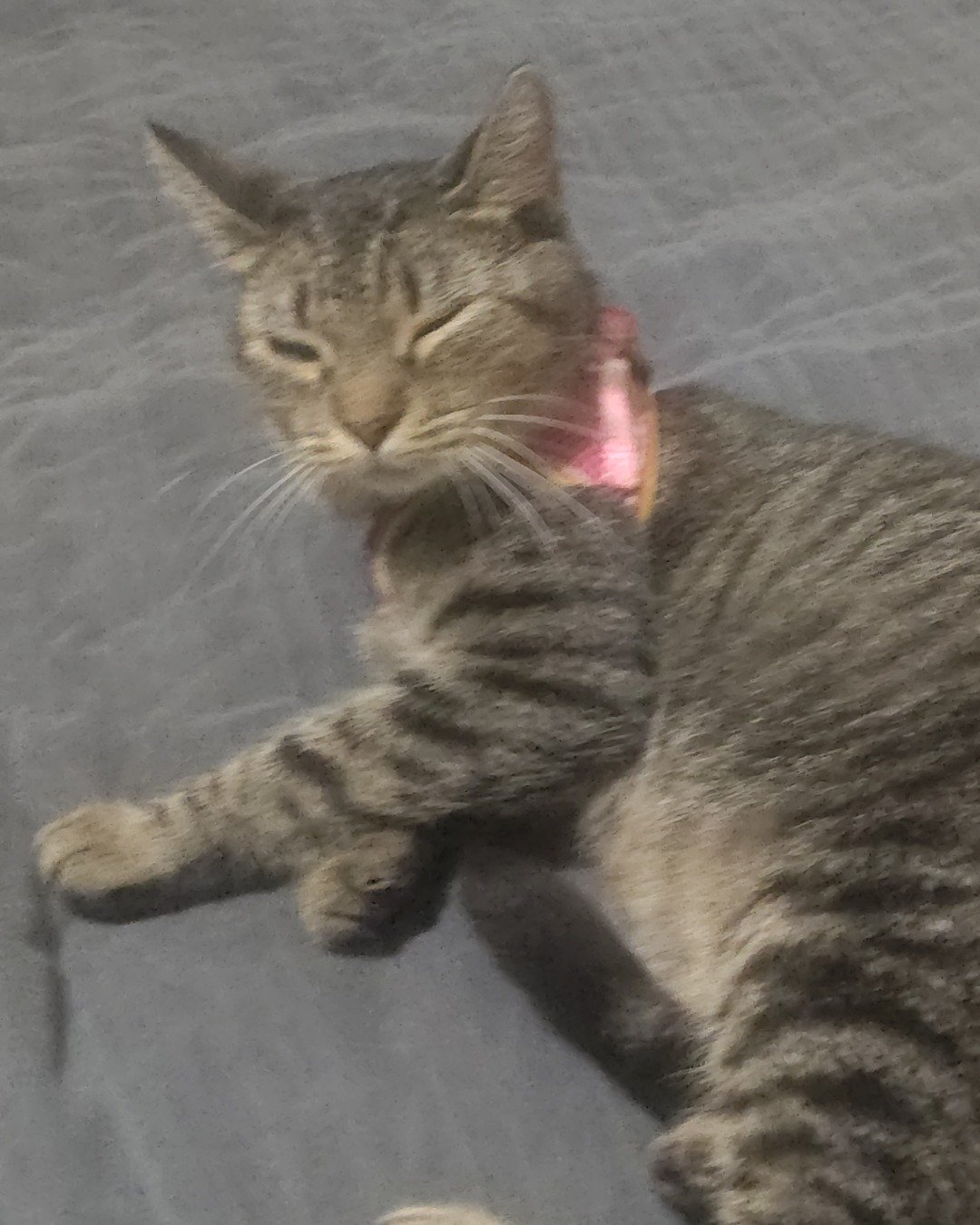 pepper the Tybee. Cat, Manx, Abyssinian, Kitten
