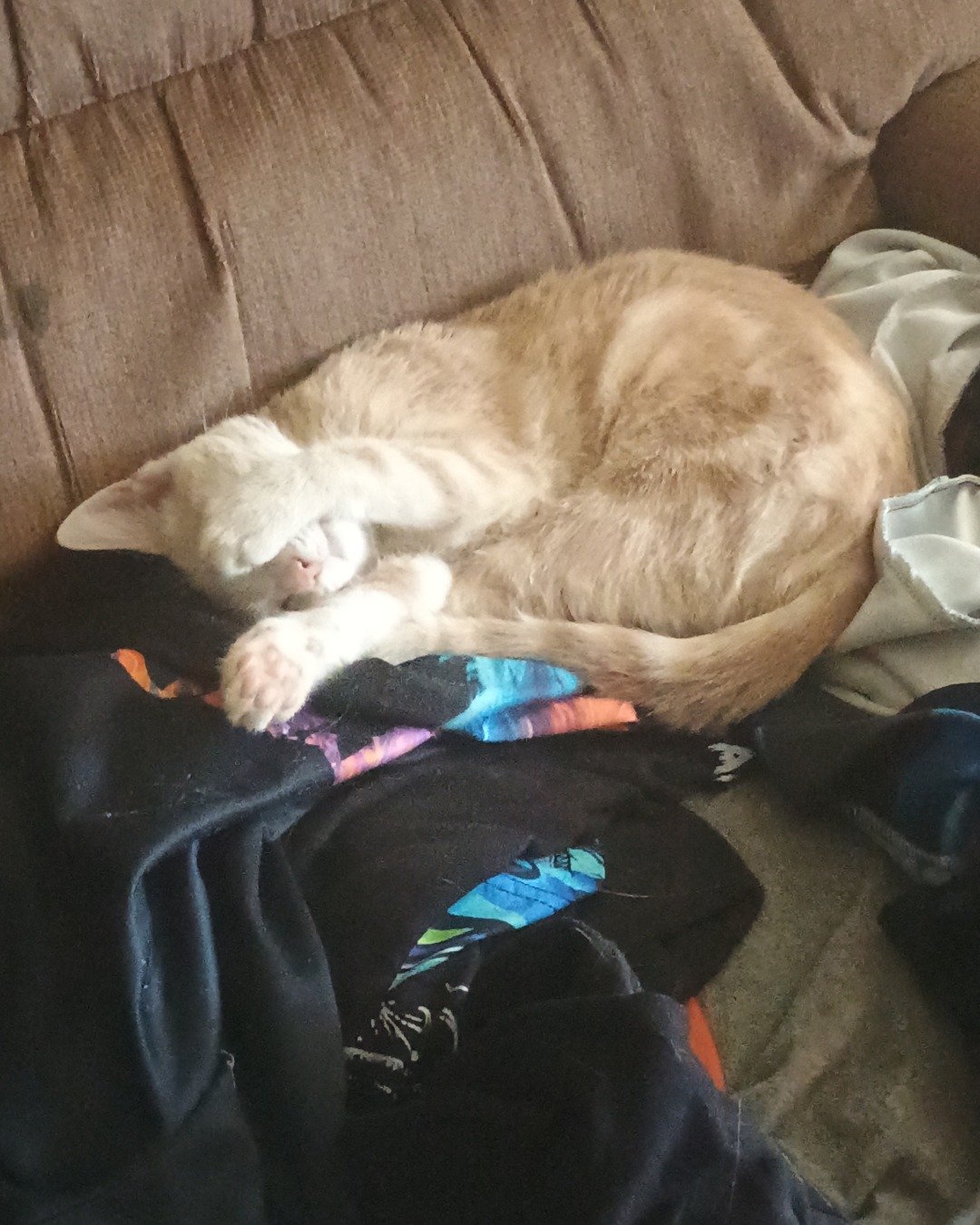 Aphrodite the orange cat. Person, Sleeping, Couch, Furniture, Cushion, Home Decor