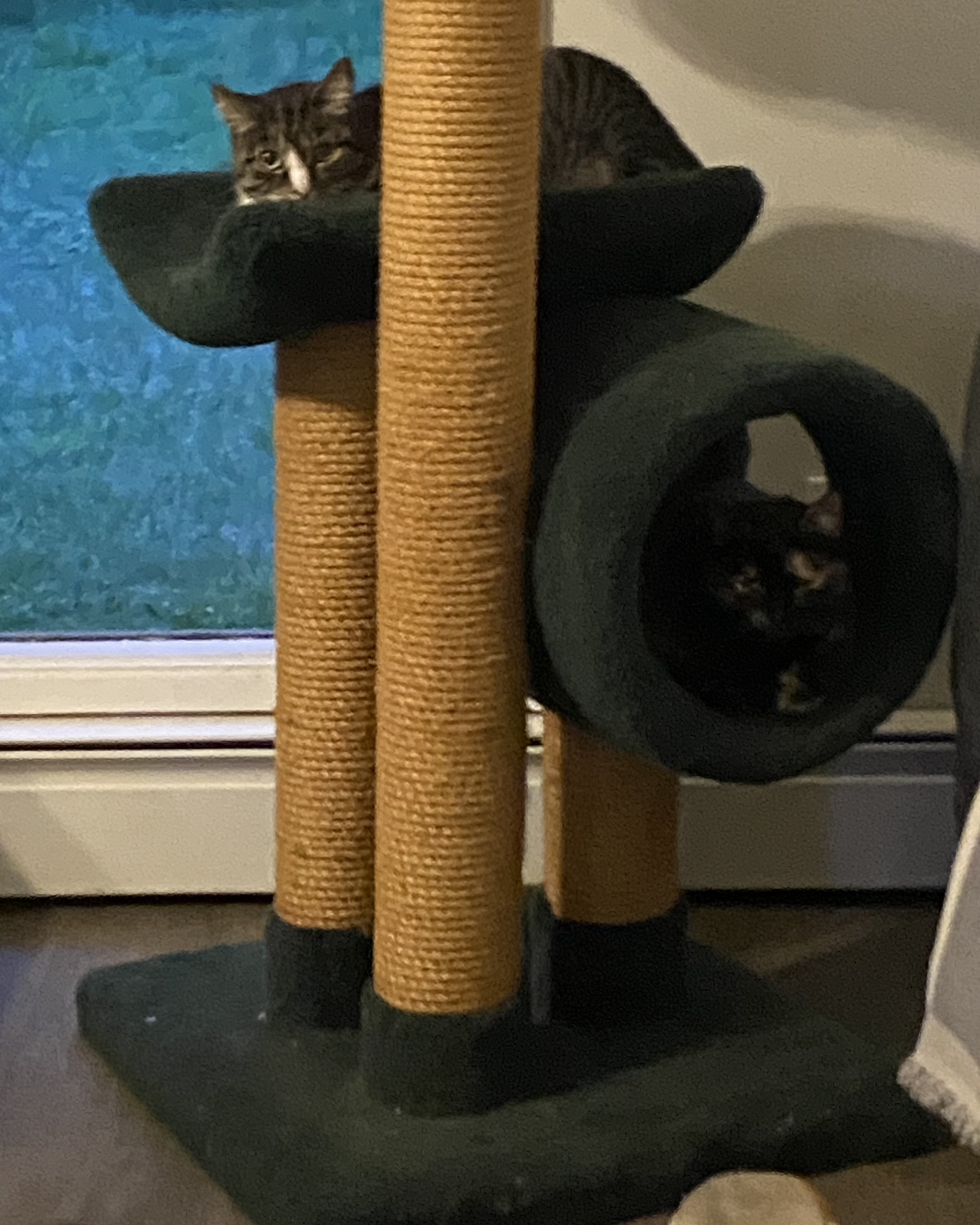 Candy the Calico. Couch, Furniture, Chair, Cat, Kitten