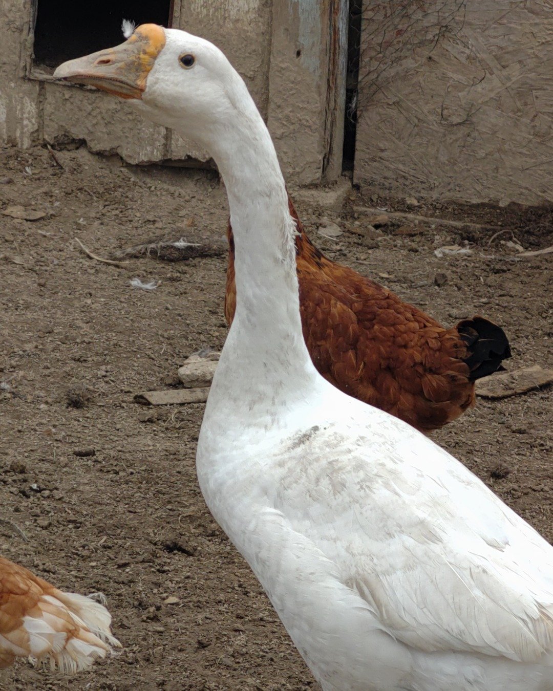 runt , abbey jr. ,and peanut butter cup the Tabby and calico. Bird, Chicken, Fowl, Poultry, Goose, Waterfowl