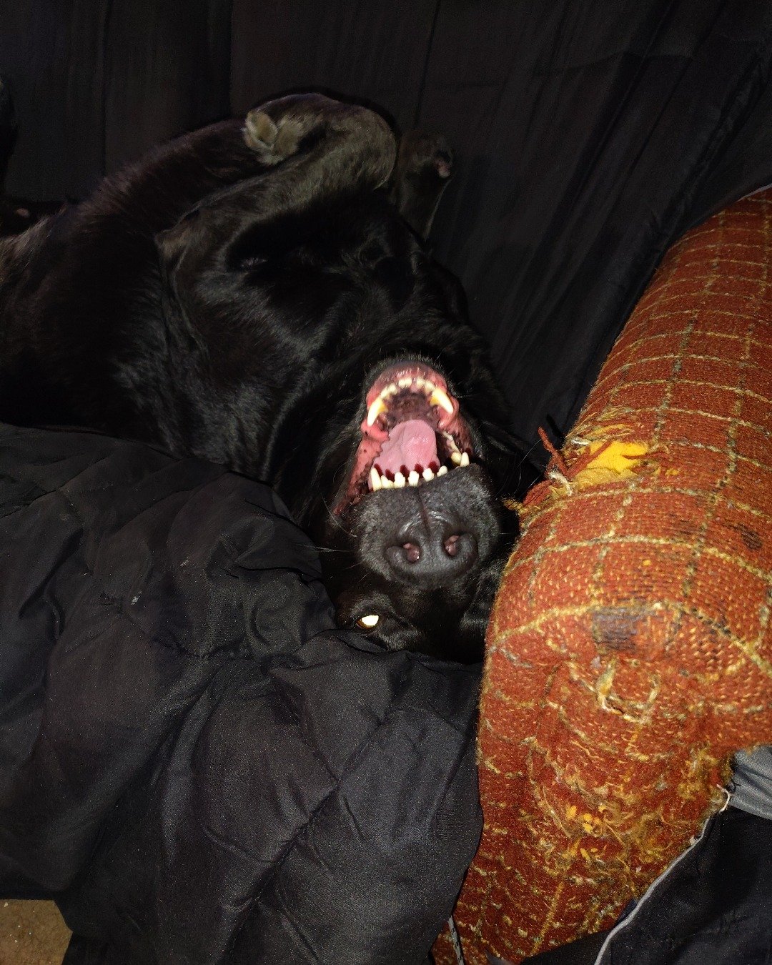Titan the black Lab. Body Part, Mouth, Person, Teeth, Couch, Furniture
