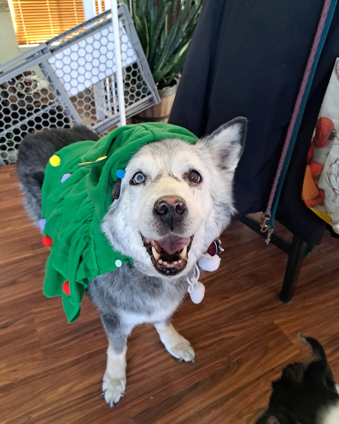Loki the Siberian Husky — Wood, Floor, Flooring, Hardwood, Dog, Husky