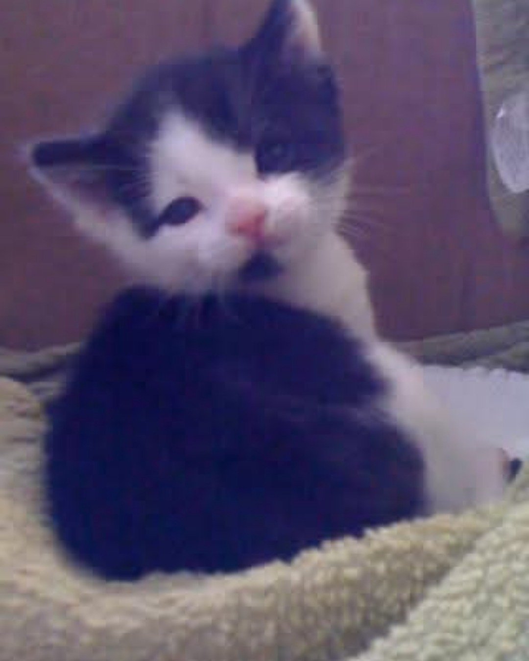 Zeke the Tuxedo. Cat, Kitten