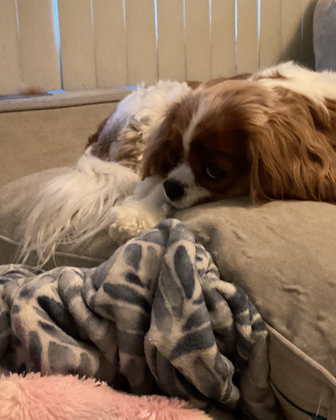 Arya the Cavalier King Charles Spaniel. Dog, Puppy, Blanket