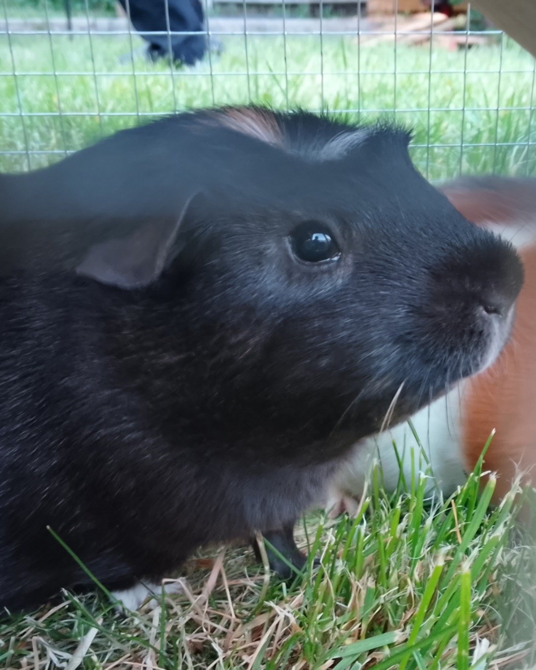 Raven the Guinea pig. Grass, Plant, Rat, Rodent