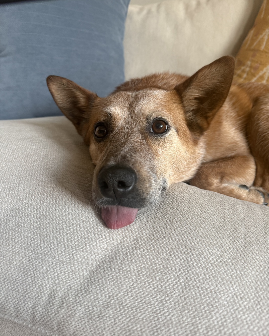 Breslin the Australian Cattle Dog — Cushion, Home Decor, Dog, Puppy, Couch, Furniture