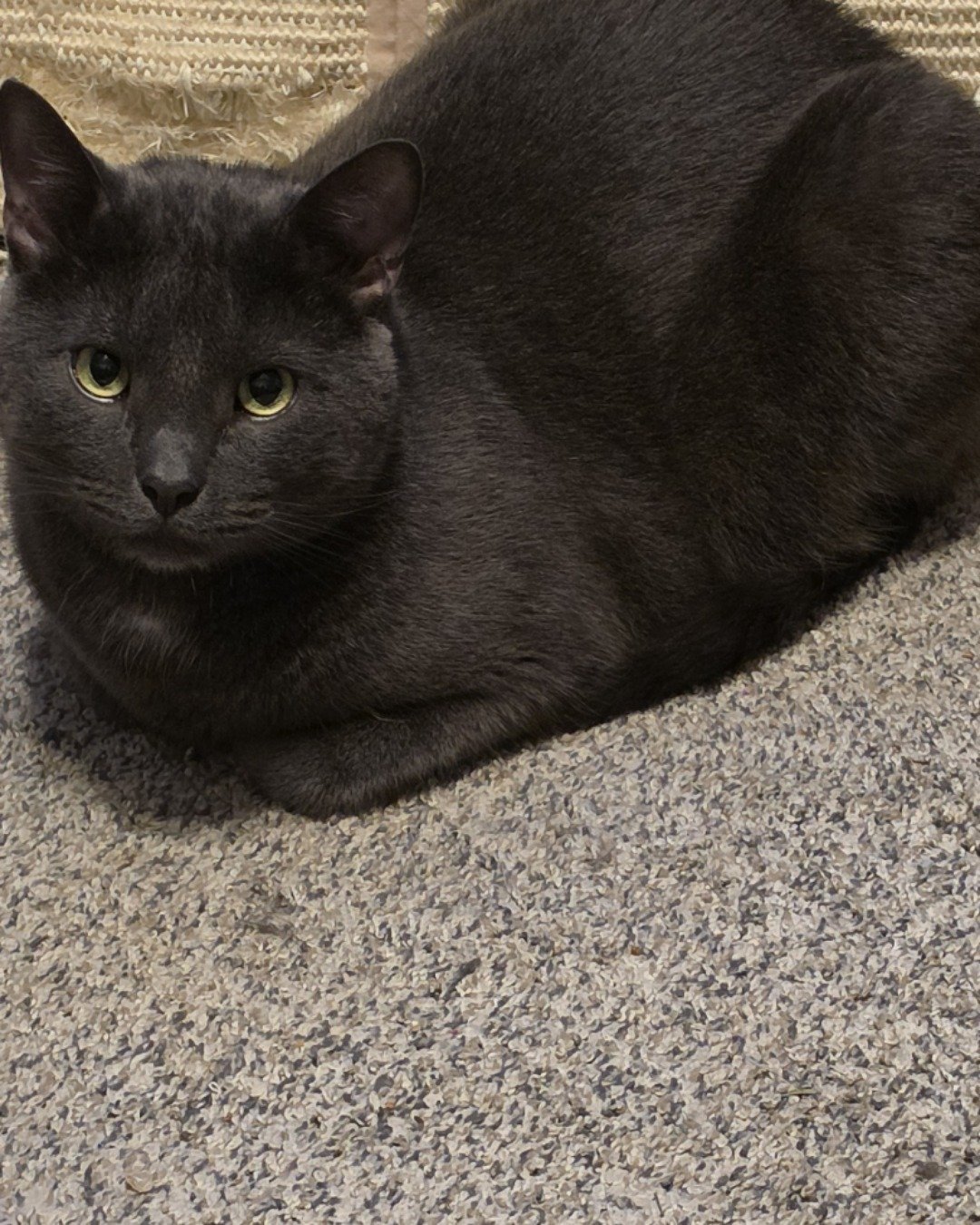 Happy. Cat, Black Cat