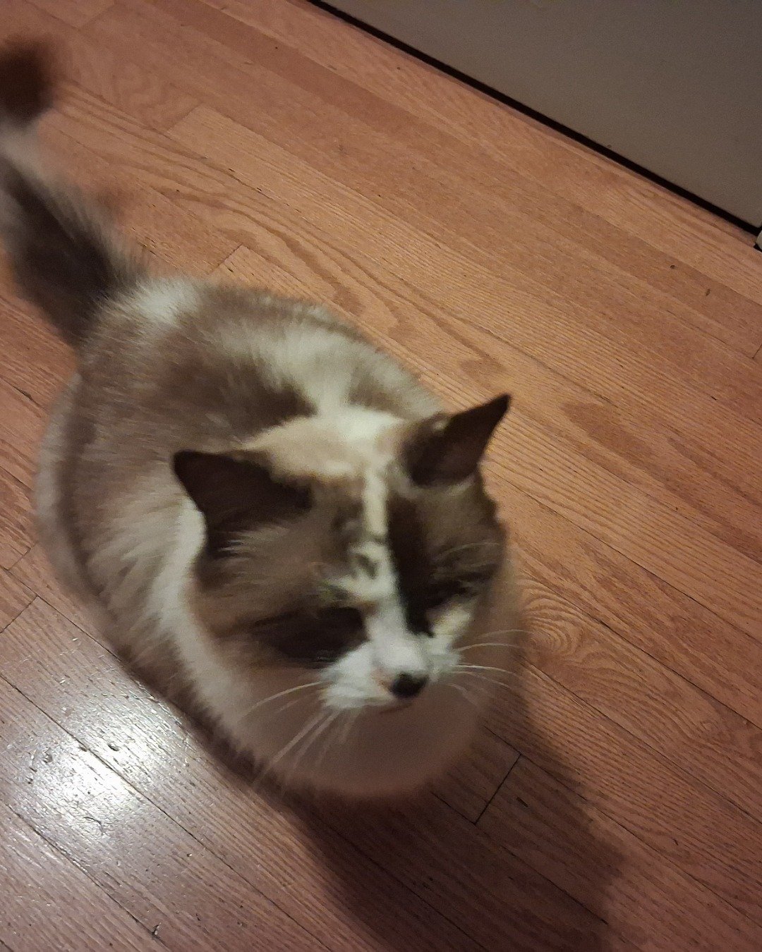 Pearl. Wood, Hardwood, Floor, Flooring, Cat