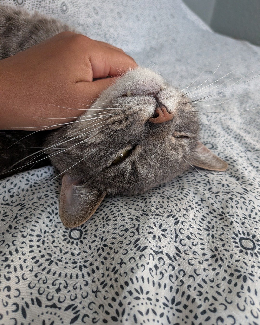 Oscar. Cat, Kitten, Body Part, Finger, Hand, Person