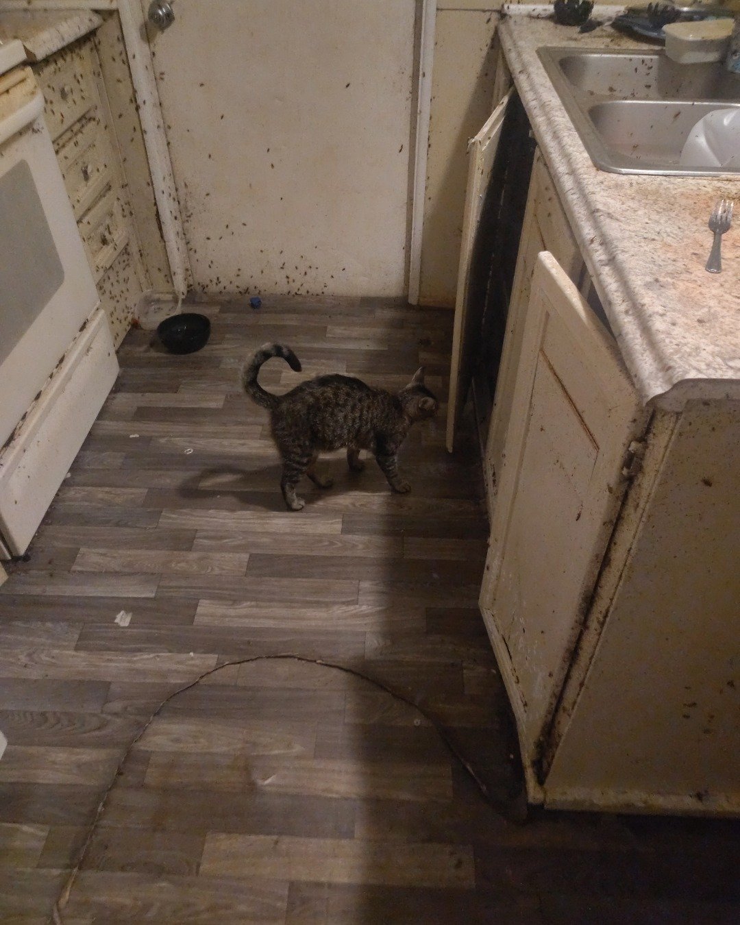 pepper the Tybee. Floor, Flooring, Wood, Cutlery, Fork, Plywood