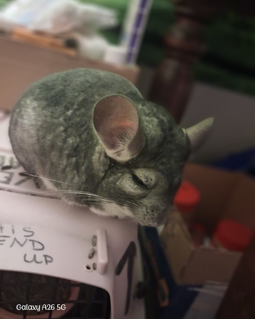 Chimmichanga the Chinchilla. Rodent, Chinchilla, Cat