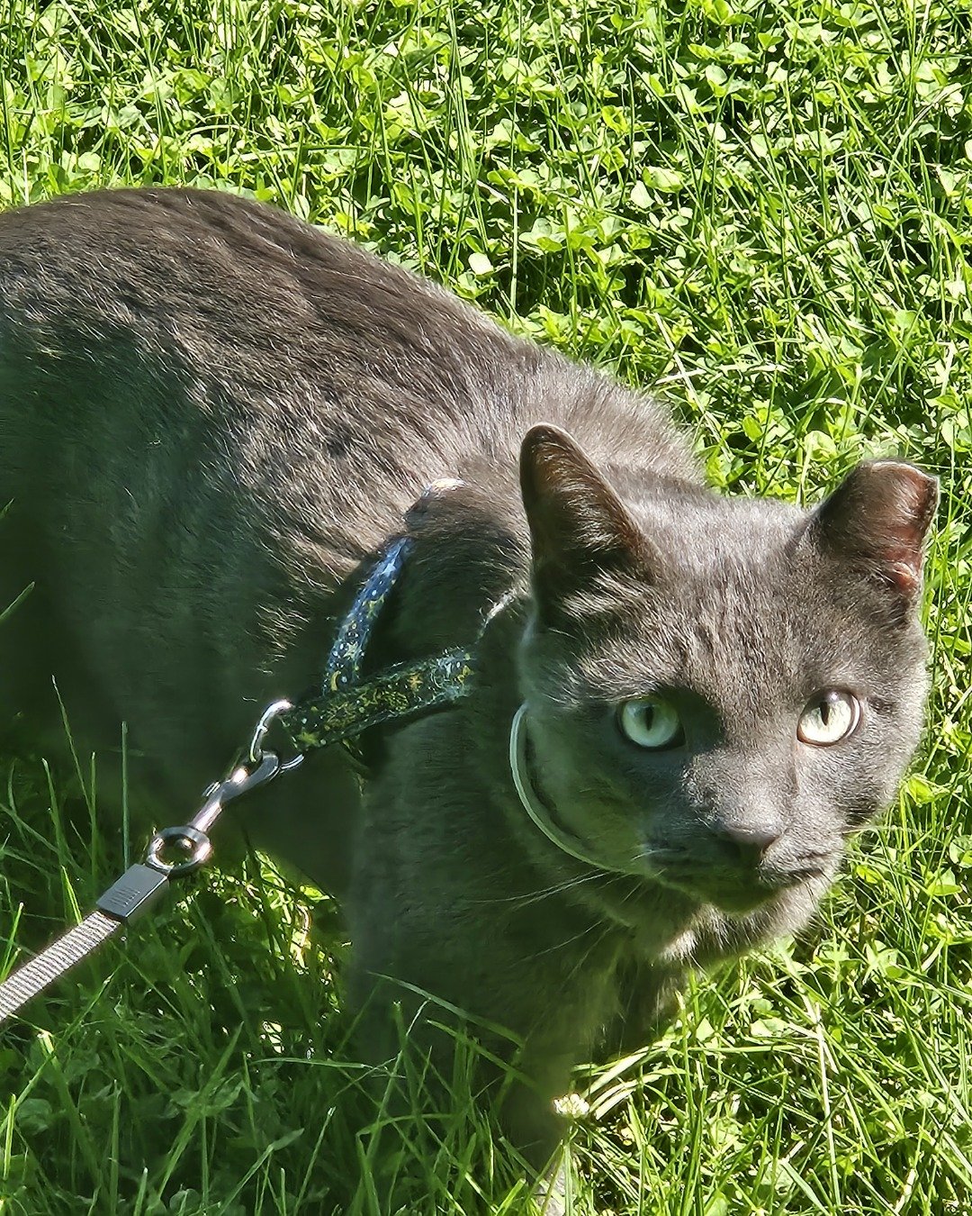 Valentino the Kitty. Accessories, Strap, Grass, Plant, Cat, Leash