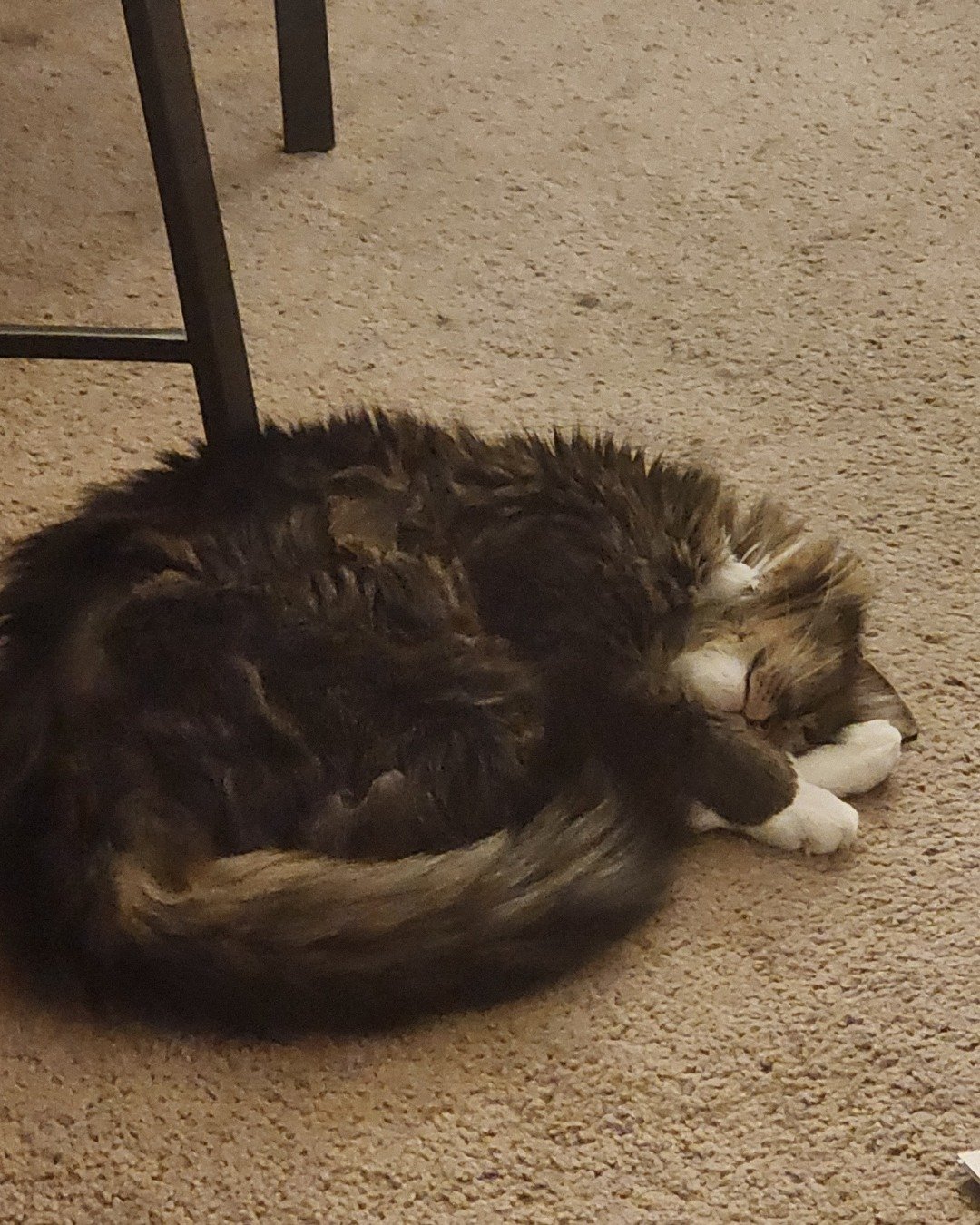 Jordan. Person, Sleeping, Bear, Cat, Floor