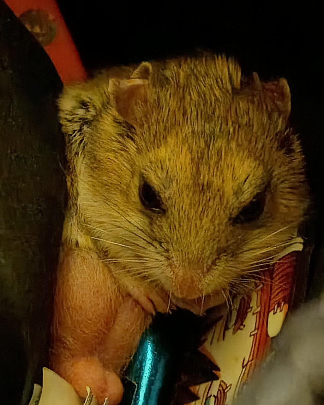 sam the cambell dwarf hamster. Rodent, Hamster, Rat