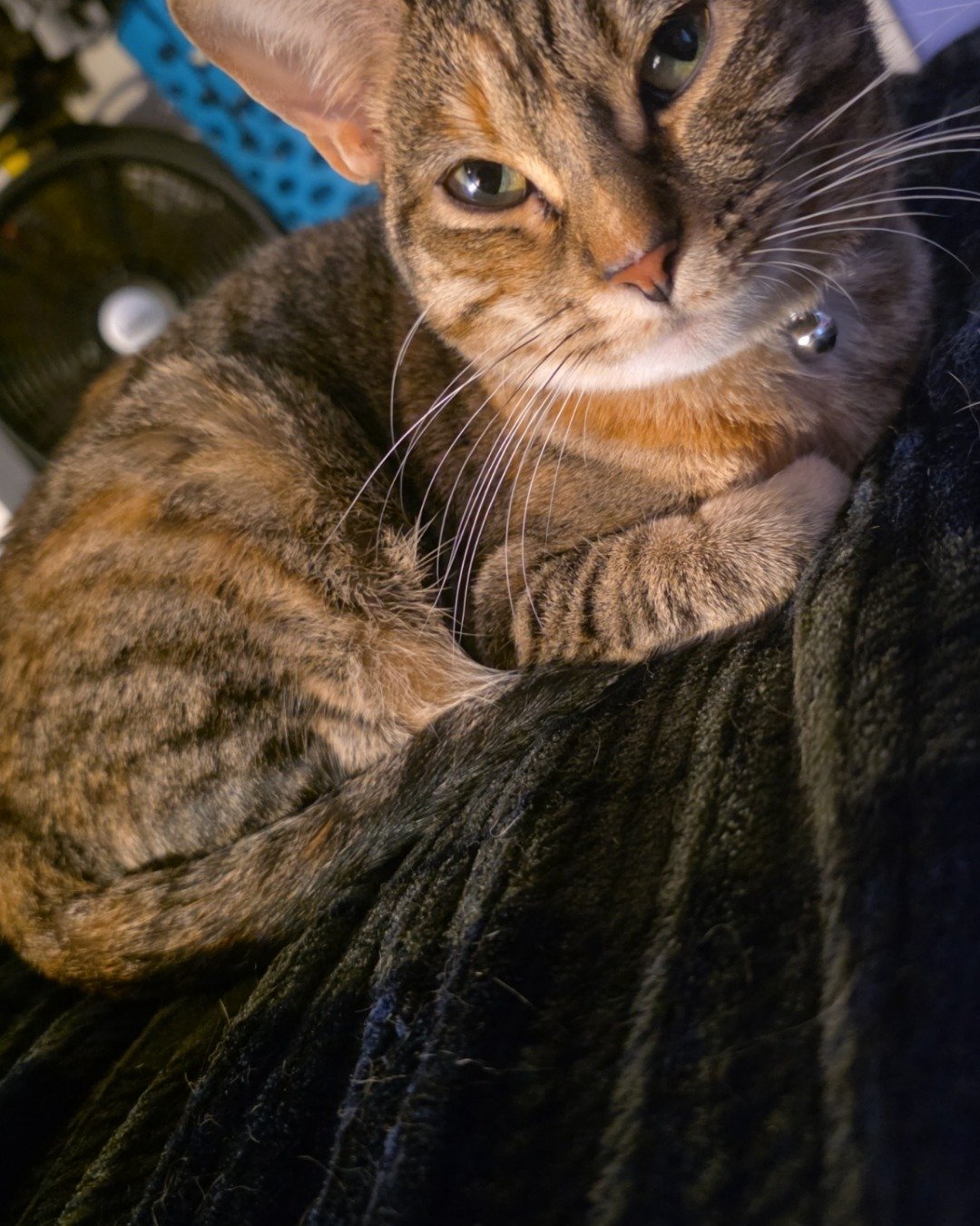 Nugget the tabby. Abyssinian, Cat