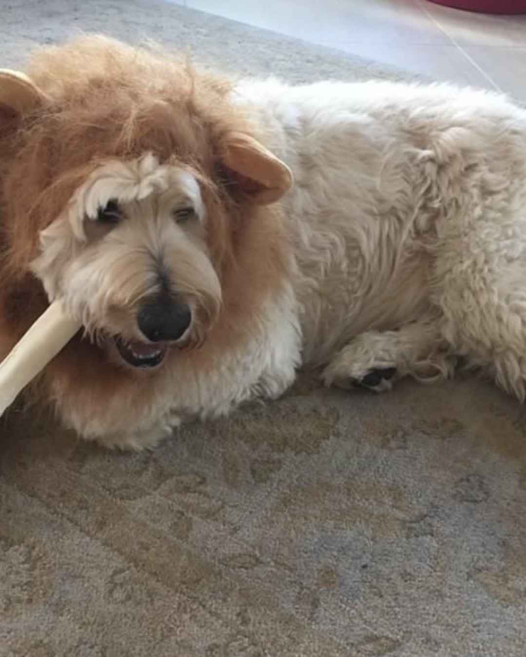Bria the Goldendoodle — Dog, Puppy