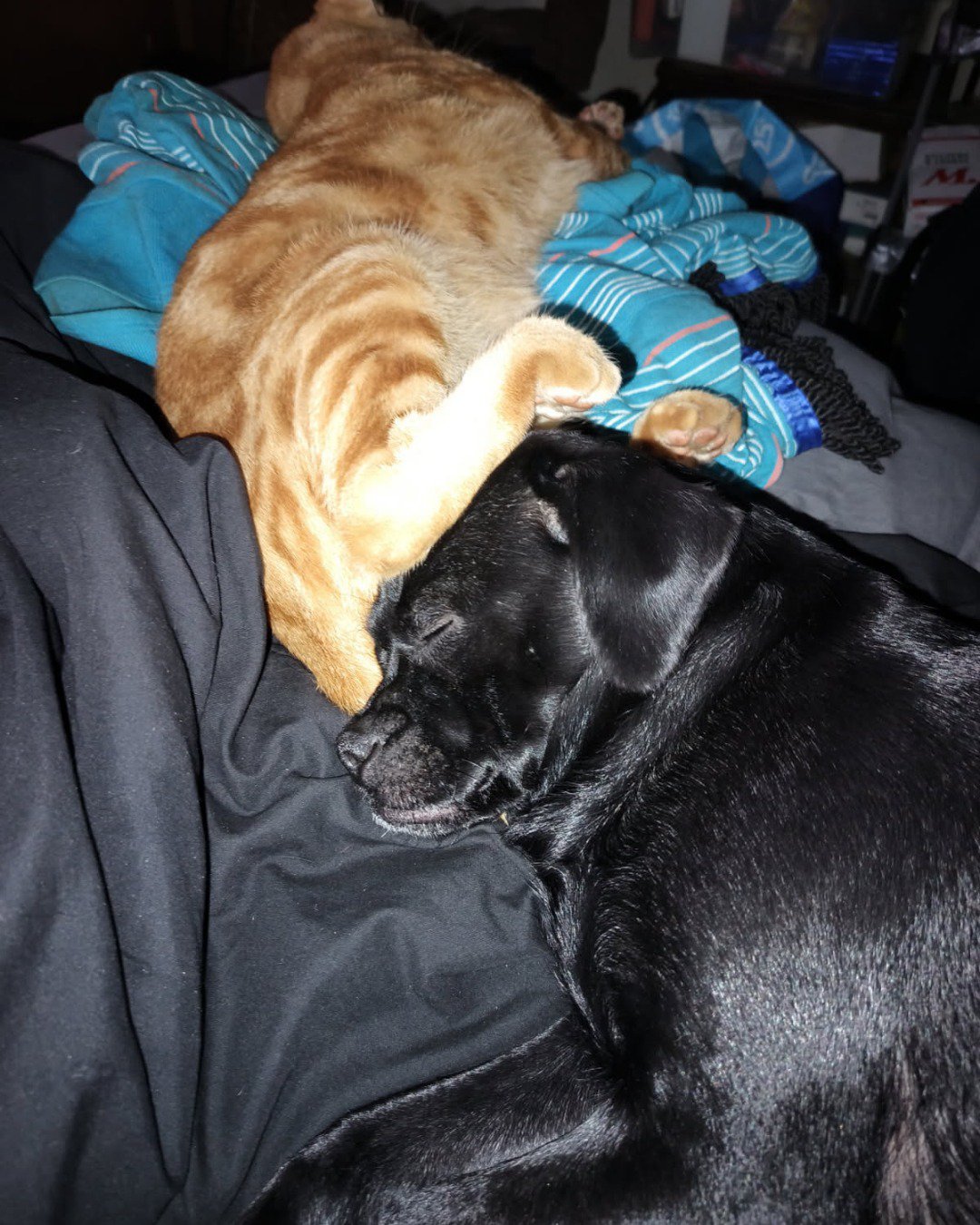 aveil and Neriah the pugzu. Person, Sleeping, Dog, Puppy, Clothing, Glove