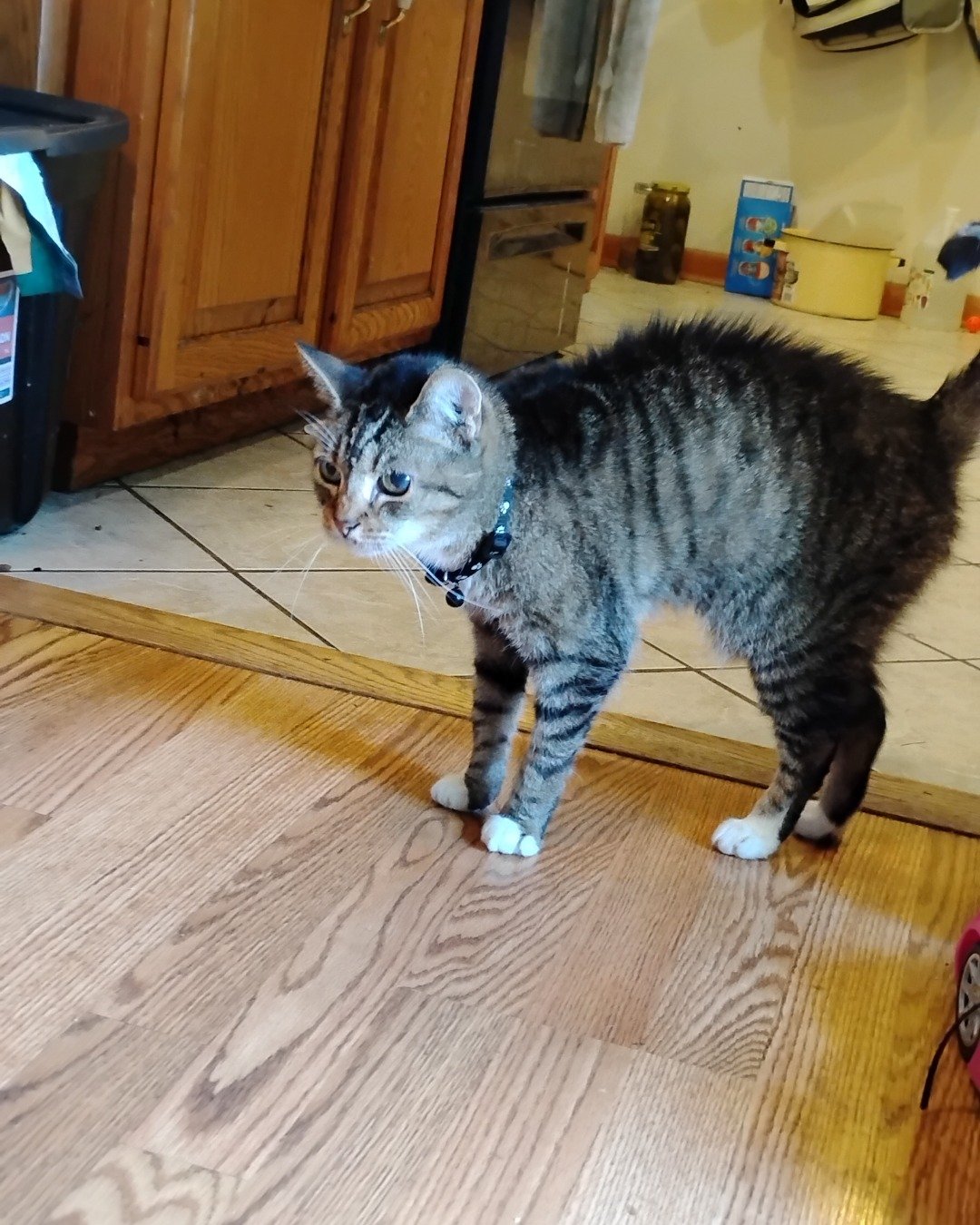 Shadow the Egyptian Tabby. Floor, Flooring, Hardwood, Wood, Plywood, Indoors