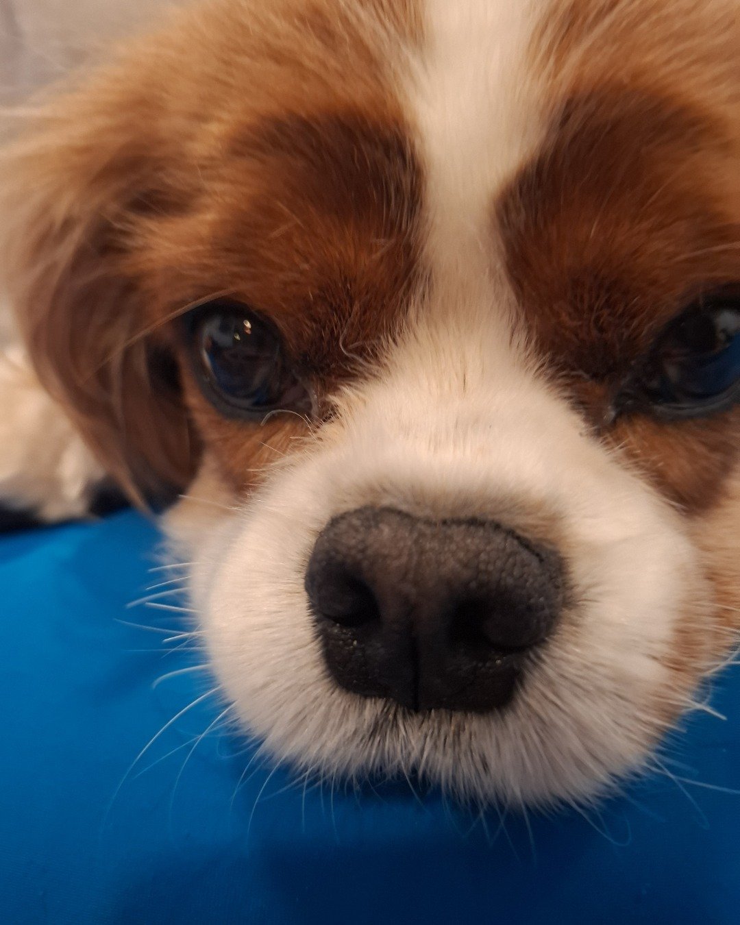 Arya the Cavalier King Charles Spaniel. Dog, Puppy