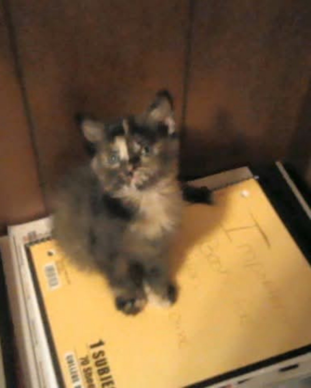Gizmo. Cat, Kitten