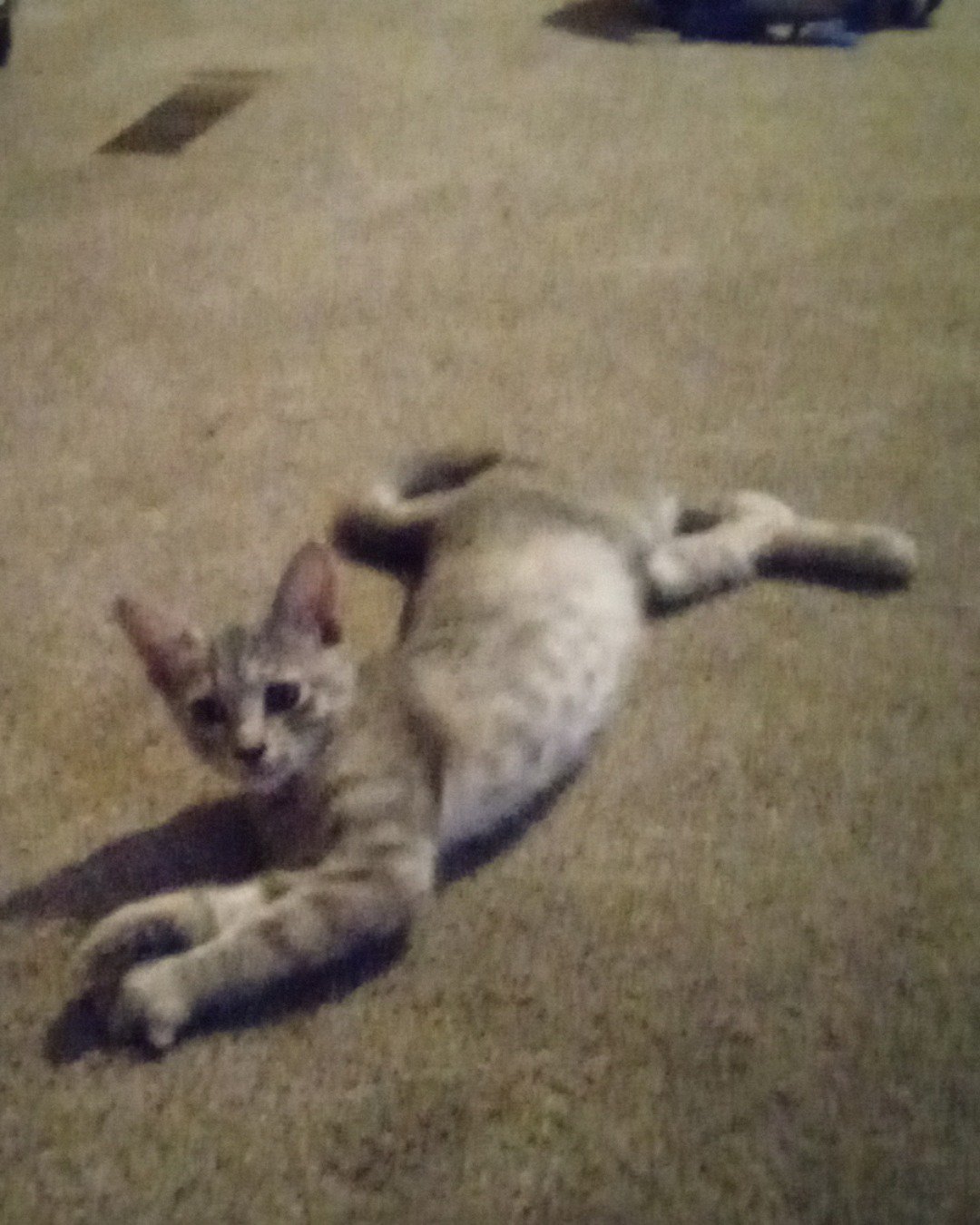 hisser the tigher like. Cat, Kitten