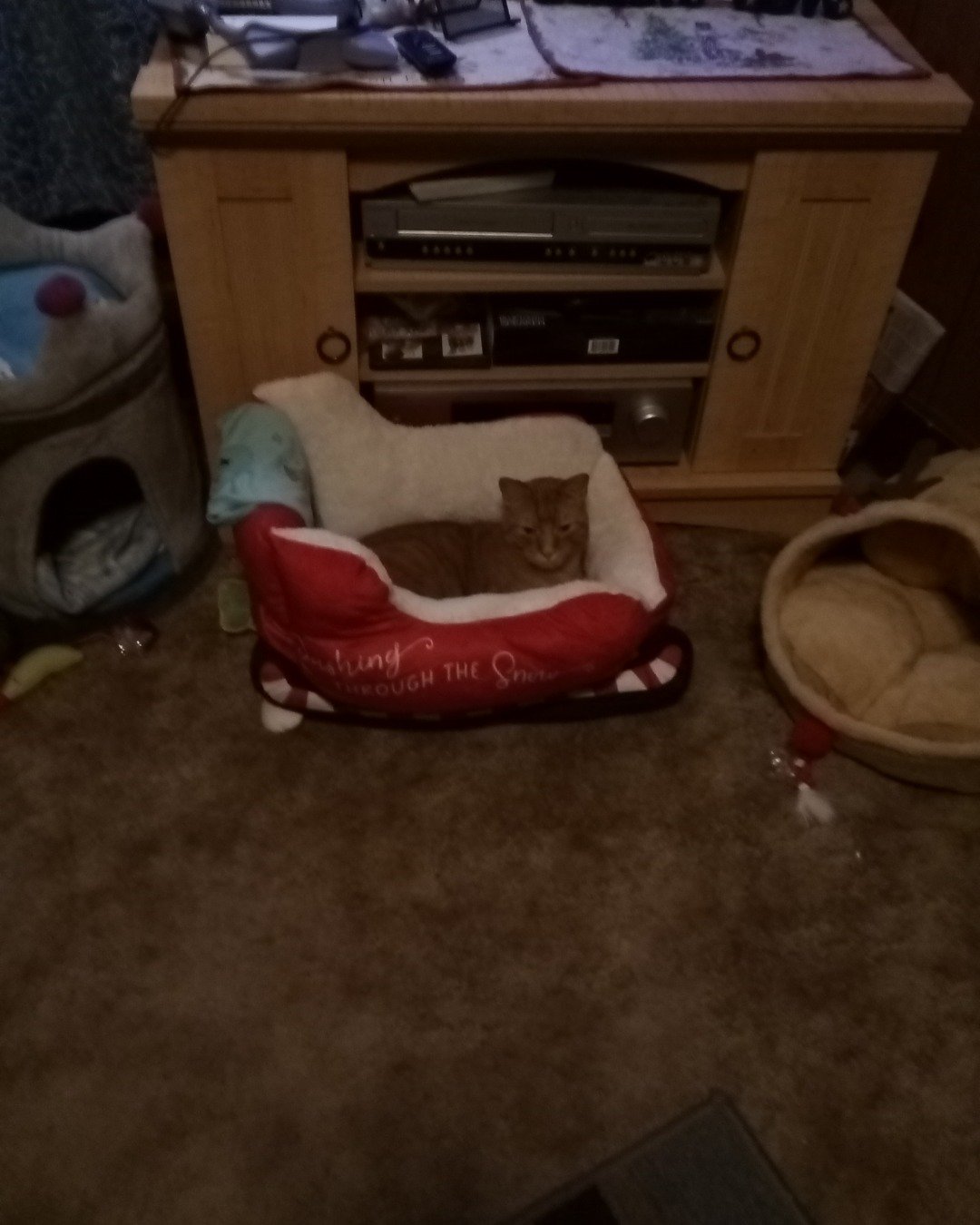 Tiger the tabby. Couch, Furniture, Architecture, Building, Indoors, Living Room