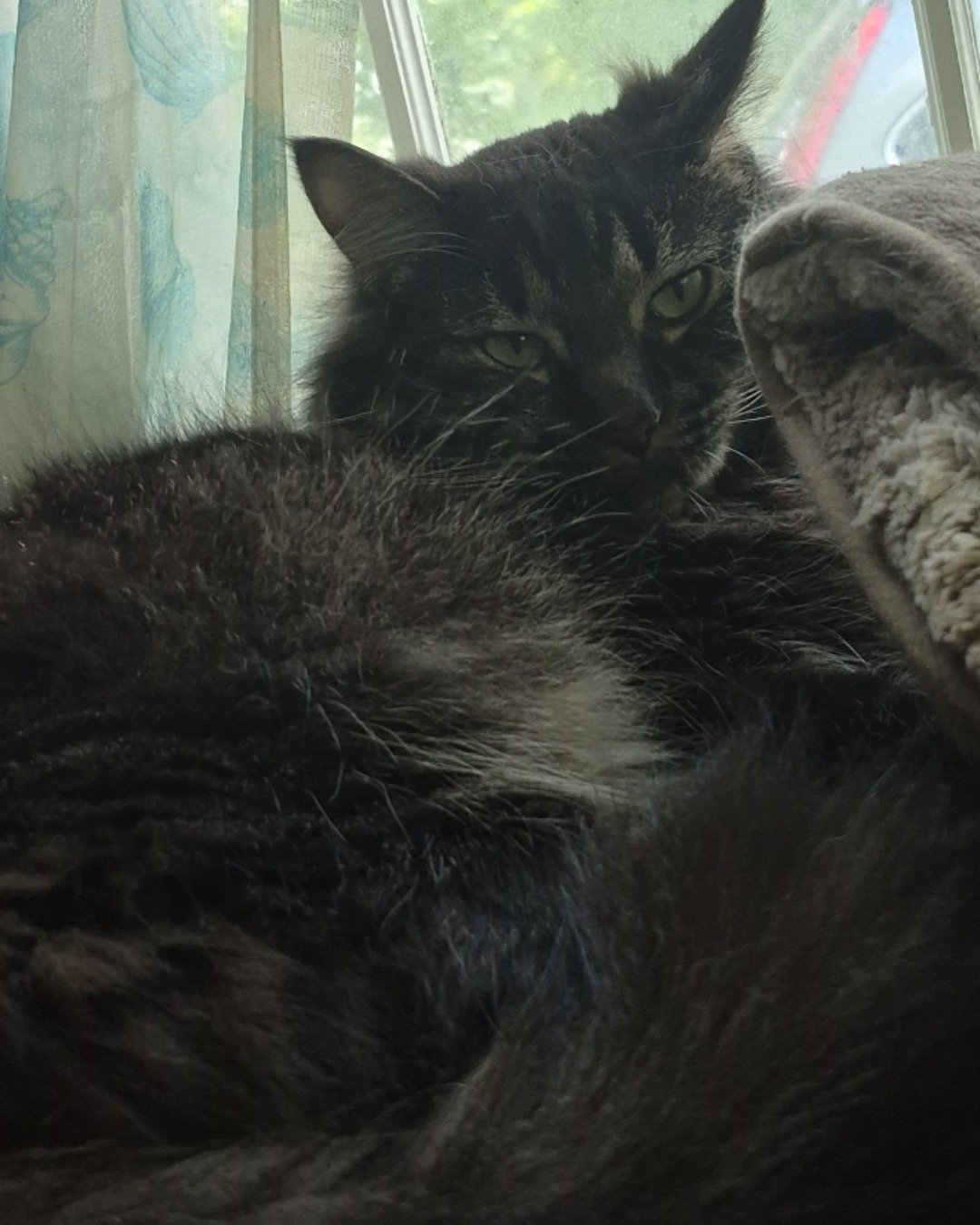 Morgan. Cat, Kitten