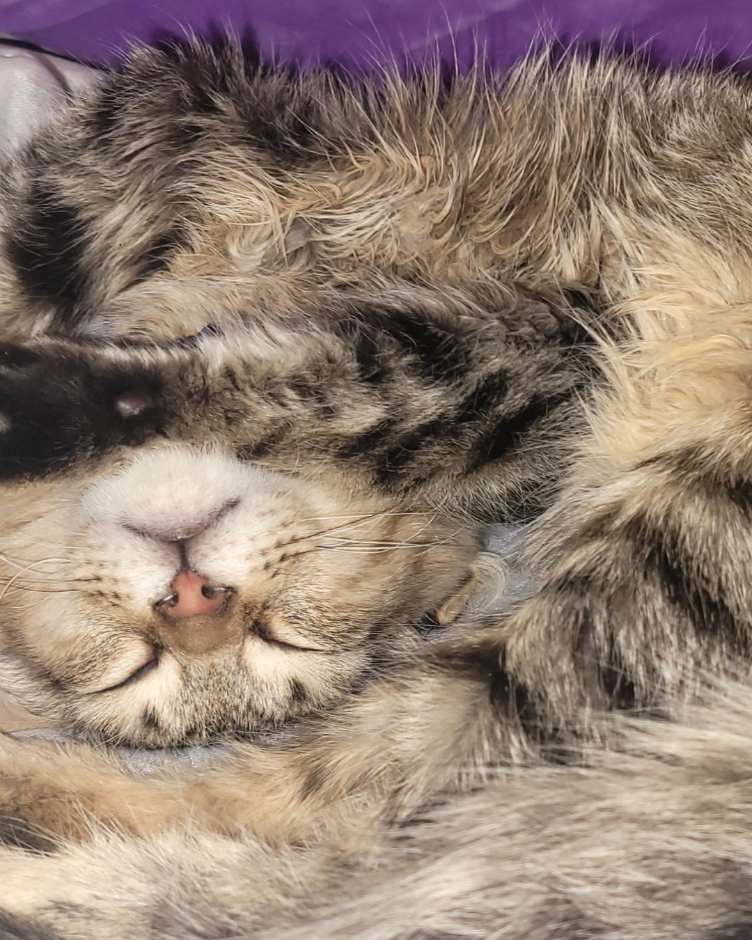 Derek the tabby. Person, Sleeping, Cat, Kitten